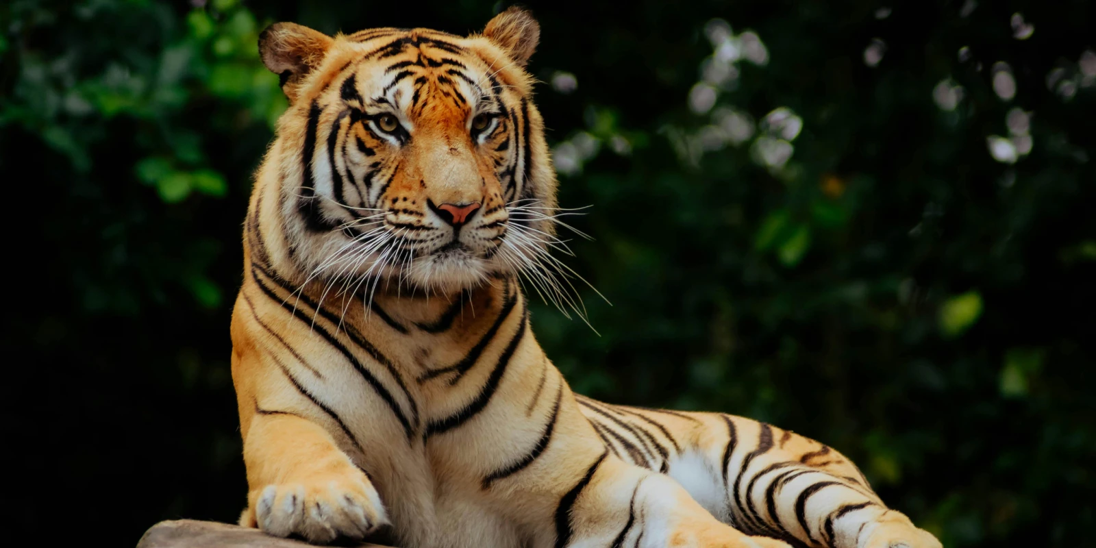Madrid Zoo or Faunia, Which One to Pick With Kids